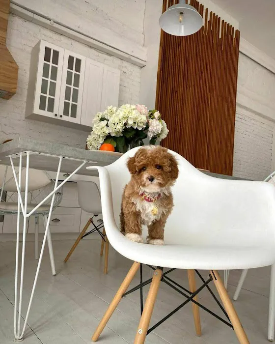 Teacup Maltipoo Puppies For sale Picture 4