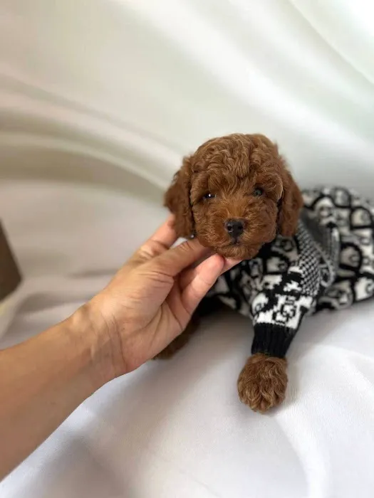 Teacup Maltipoo Puppies For sale Picture 3