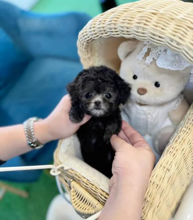 Teacup Maltipoo Puppies For sale Picture 5