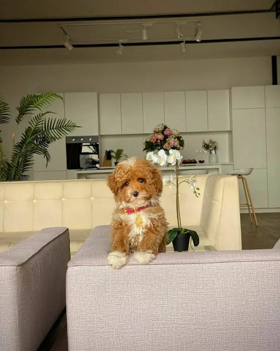 Teacup Maltipoo Puppies For sale Picture 10