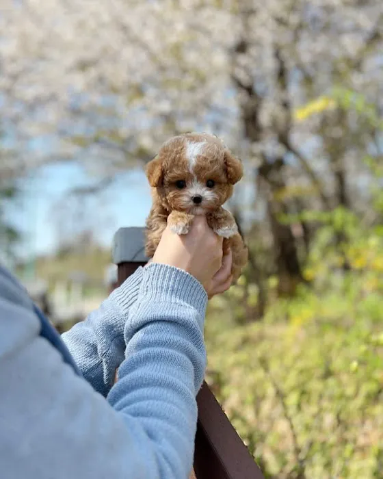 Teacup Maltipoo Puppies For sale Picture 2