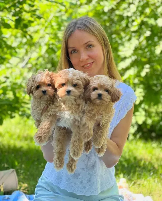 Teacup Maltipoo Puppies For sale Picture 9