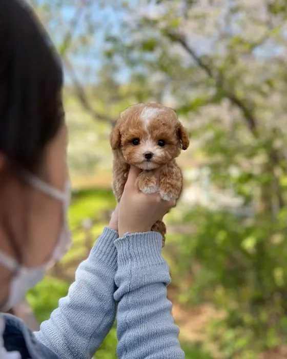 Teacup Maltipoo Puppies For sale Picture 1