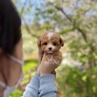 Teacup Maltipoo Puppies For sale ico