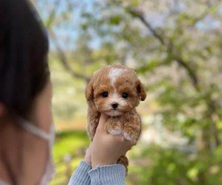 Teacup Maltipoo Puppies For sale