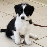 Burl-Moor-Driben Animal Hospital, LLC