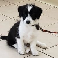 Burl-Moor-Driben Animal Hospital, LLC ico