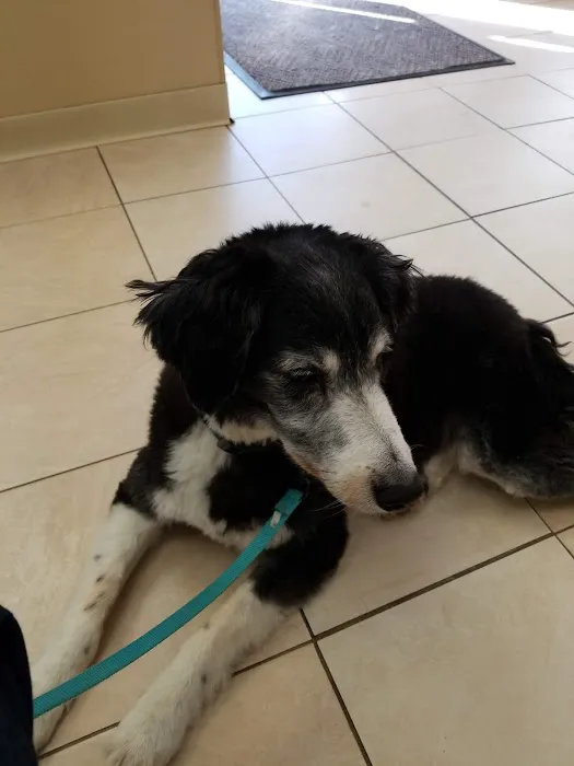 Burl-Moor-Driben Animal Hospital, LLC Picture 4