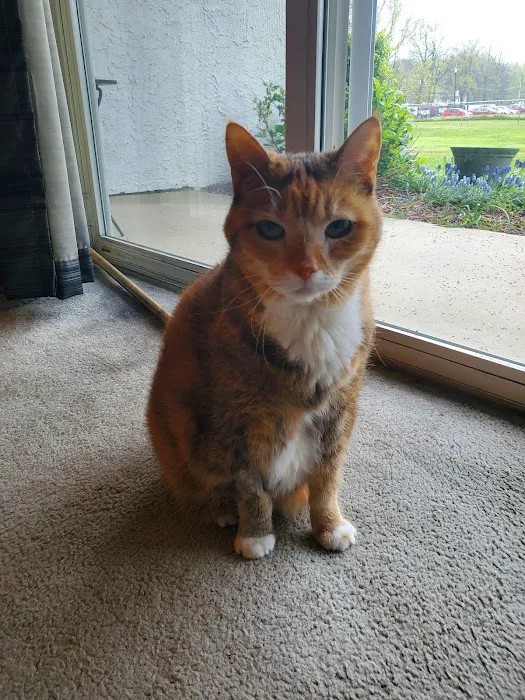 Burl-Moor-Driben Animal Hospital, LLC Picture 8