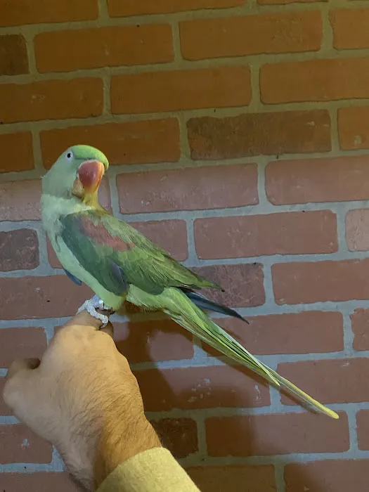 BIRDS FOR YOU Picture 2