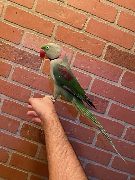 BIRDS FOR YOU Picture 8