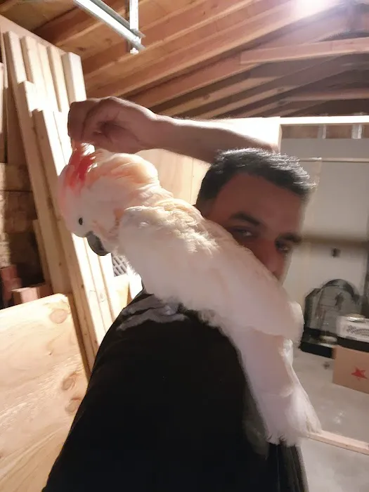 BIRDS FOR YOU Picture 5