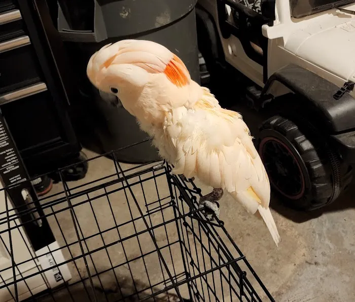 BIRDS FOR YOU Picture 9