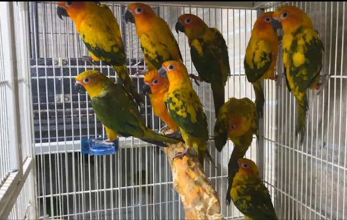 BIRDS FOR YOU Picture 7