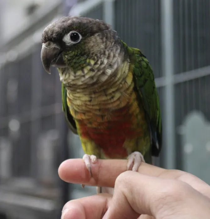 BIRDS FOR YOU Picture 6