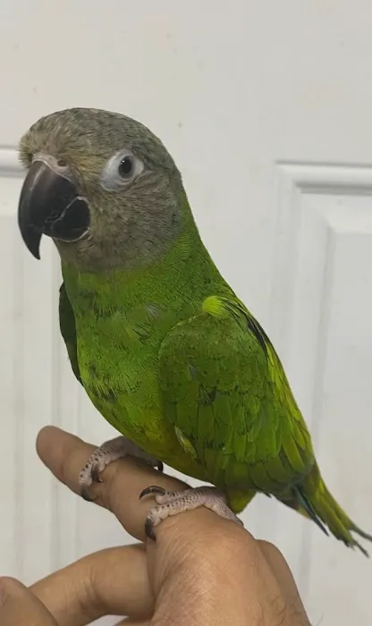 BIRDS FOR YOU Picture 1