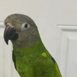 BIRDS FOR YOU