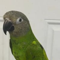 BIRDS FOR YOU ico
