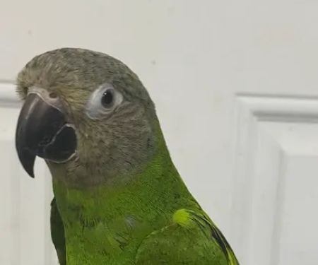 BIRDS FOR YOU