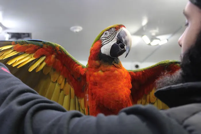 BIRDS FOR YOU Picture 4