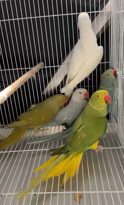 BIRDS FOR YOU Picture 3