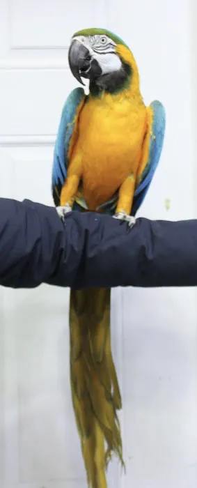 BIRDS FOR YOU Picture 10