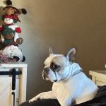 Neabore Veterinary Clinic