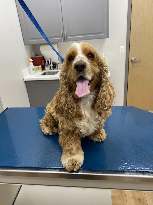 Neabore Veterinary Clinic Picture 3
