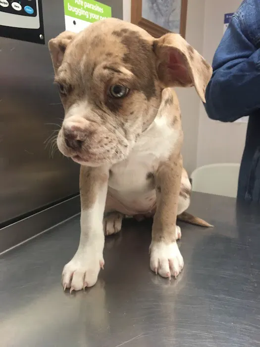 Animals First + Veterinary Hospital & Urgent Care Picture 4