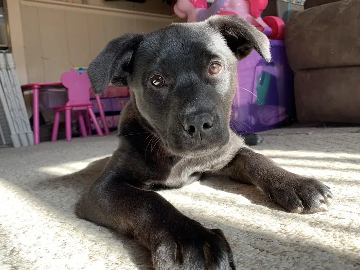 Animals First + Veterinary Hospital & Urgent Care Picture 3