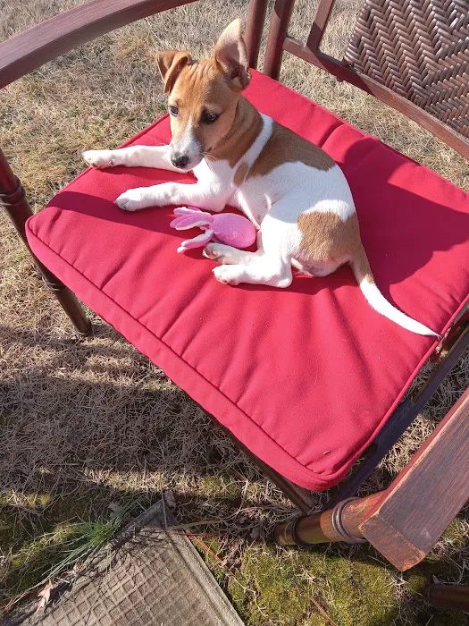 Animals First + Veterinary Hospital & Urgent Care Picture 6