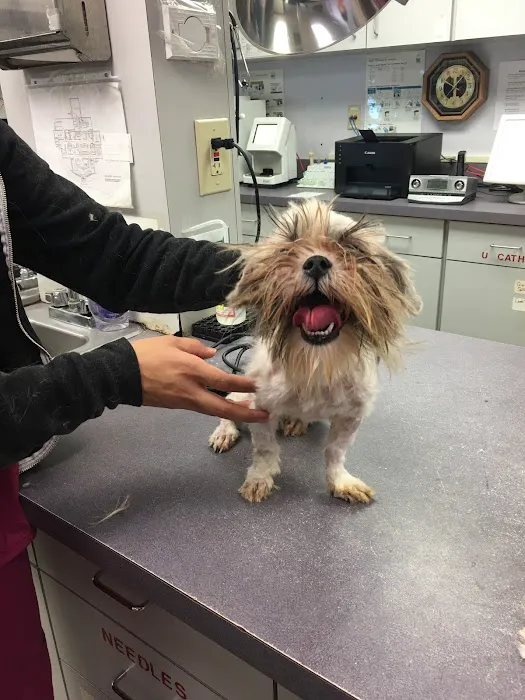 Animals First + Veterinary Hospital & Urgent Care Picture 10