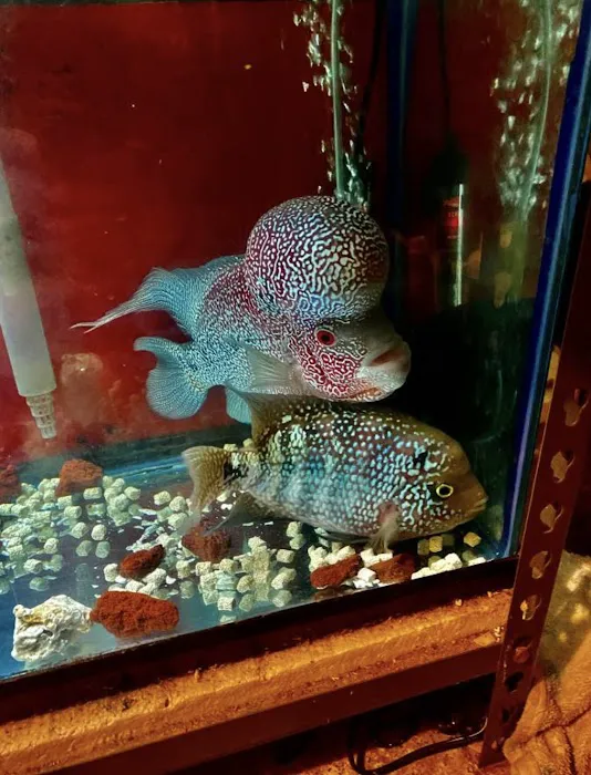 Amazing Aquarium Picture 4