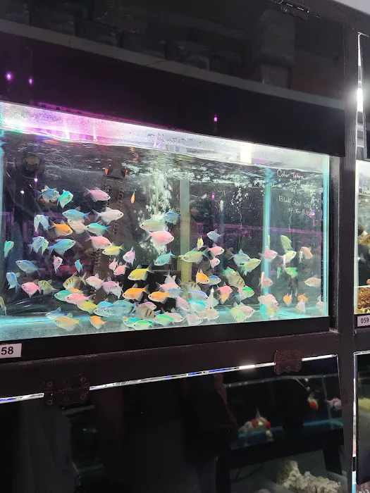 Amazing Aquarium Picture 3