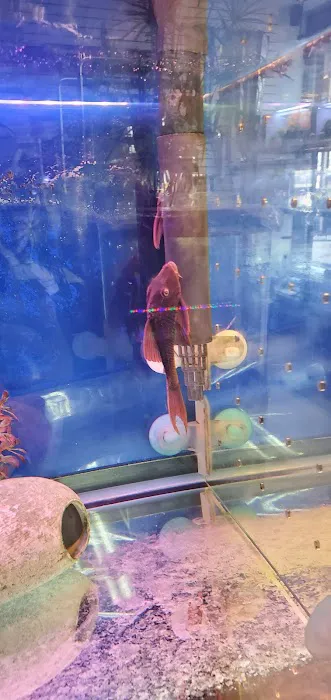 Amazing Aquarium Picture 6