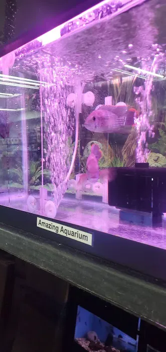 Amazing Aquarium Picture 7