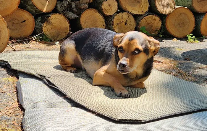 Audubon Family Veterinary Center Picture 9