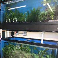 1st Class Aquarium ico