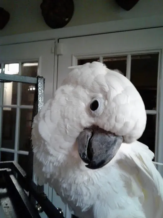 Fur Feathers & Scales Mobile Vet Service Picture 1