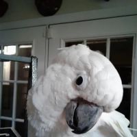 Fur Feathers & Scales Mobile Vet Service ico
