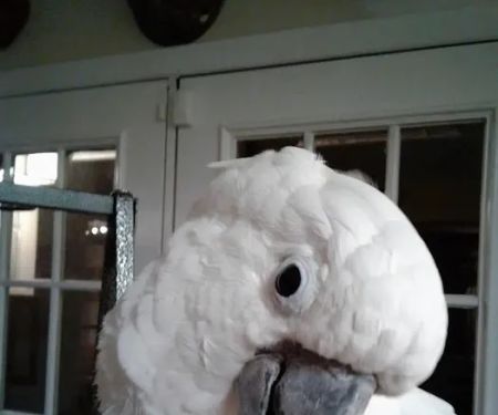 Fur Feathers & Scales Mobile Vet Service