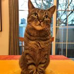 Providence Veterinary Hospital, Chester PA