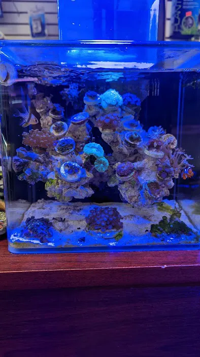 Exotic reef aquatic inc Picture 4