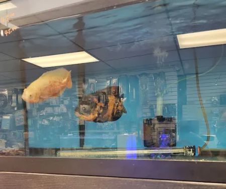 Exotic reef aquatic inc
