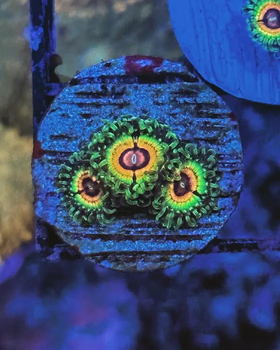 Exotic reef aquatic inc Picture 8