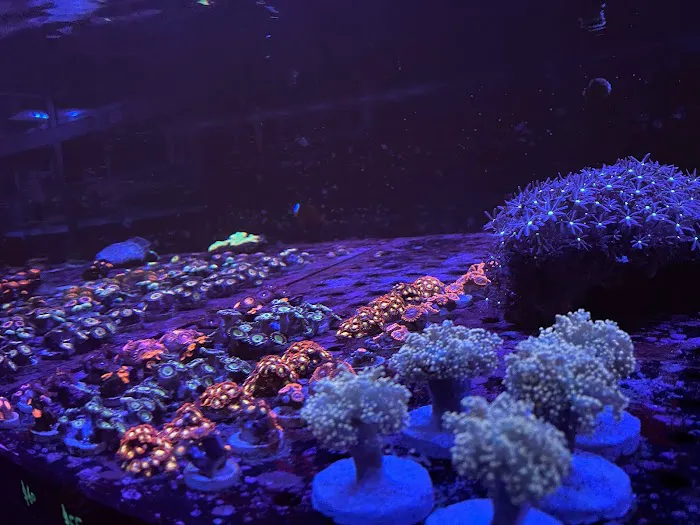 Exotic reef aquatic inc Picture 10