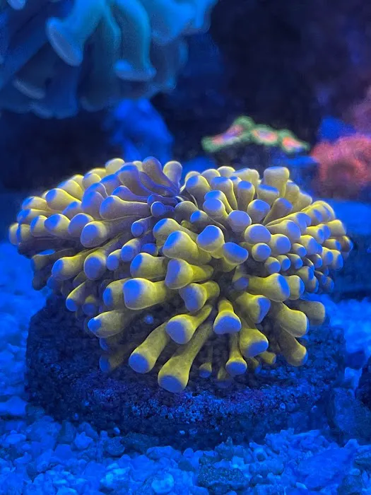 Exotic reef aquatic inc Picture 9