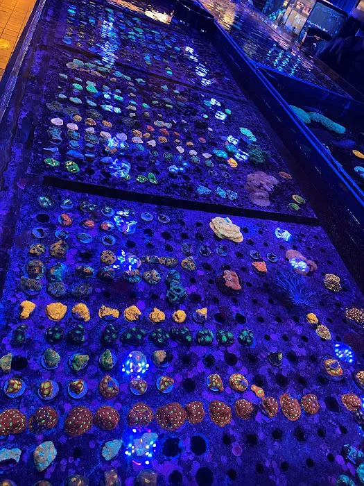 Exotic reef aquatic inc Picture 6