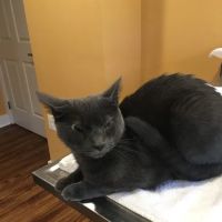 Unity Animal Hospital ico