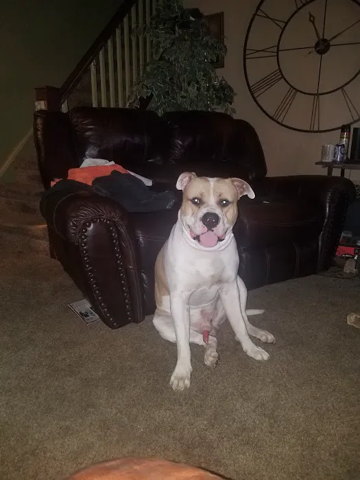 Brookhaven Veterinary Hospital Picture 10